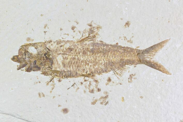 Detailed Fossil Fish (Knightia) - Wyoming #96095